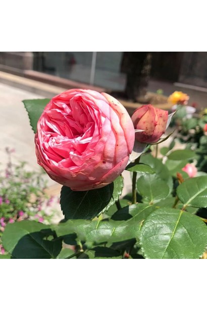 Троянда піоноподібна Хеппі Піано